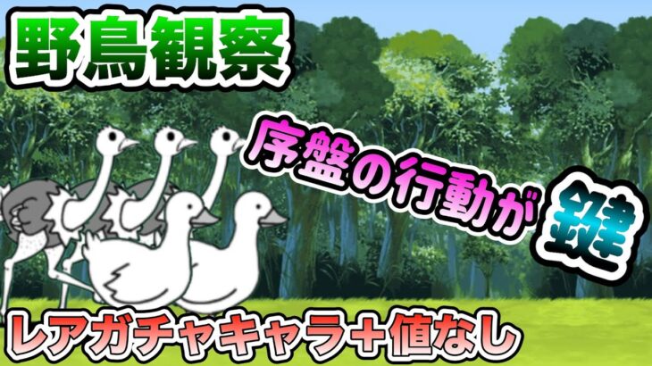 野鳥観察　超激なし&レアガチャキャラ＋値なし攻略【にゃんこ大戦争】