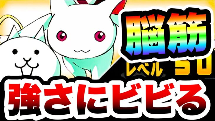 隠れ強キャラ『キュゥべえ』性能紹介　殴り合える脳筋だと！？　にゃんこ大戦争