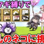 【にゃんこ大戦争】「まどマギ縛り」で狂乱のネコに挑む‼(vs狂乱編)【まどマギコラボ・ゆっくり実況】