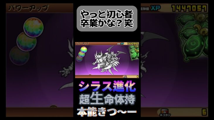 シラス進化やりますねー　#battlecats #にゃんこ大戦争 #ばずれ #ゲーム実況 #しらす#なると